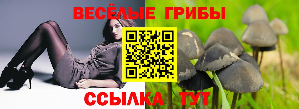 Псилоцибиновые грибы Psilocybine cubensis Брянск